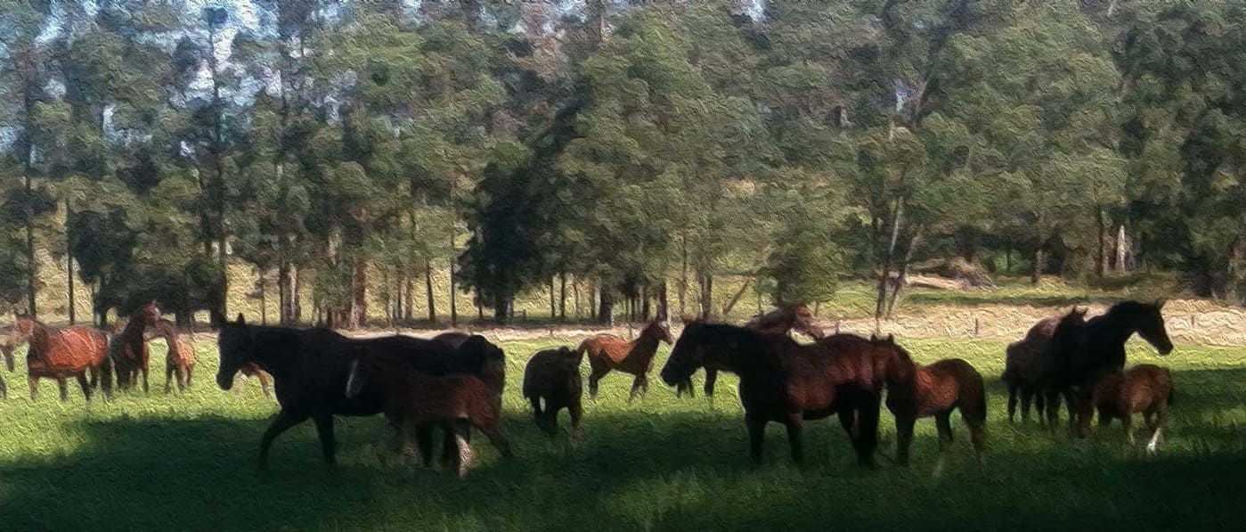 mares foal in paddock