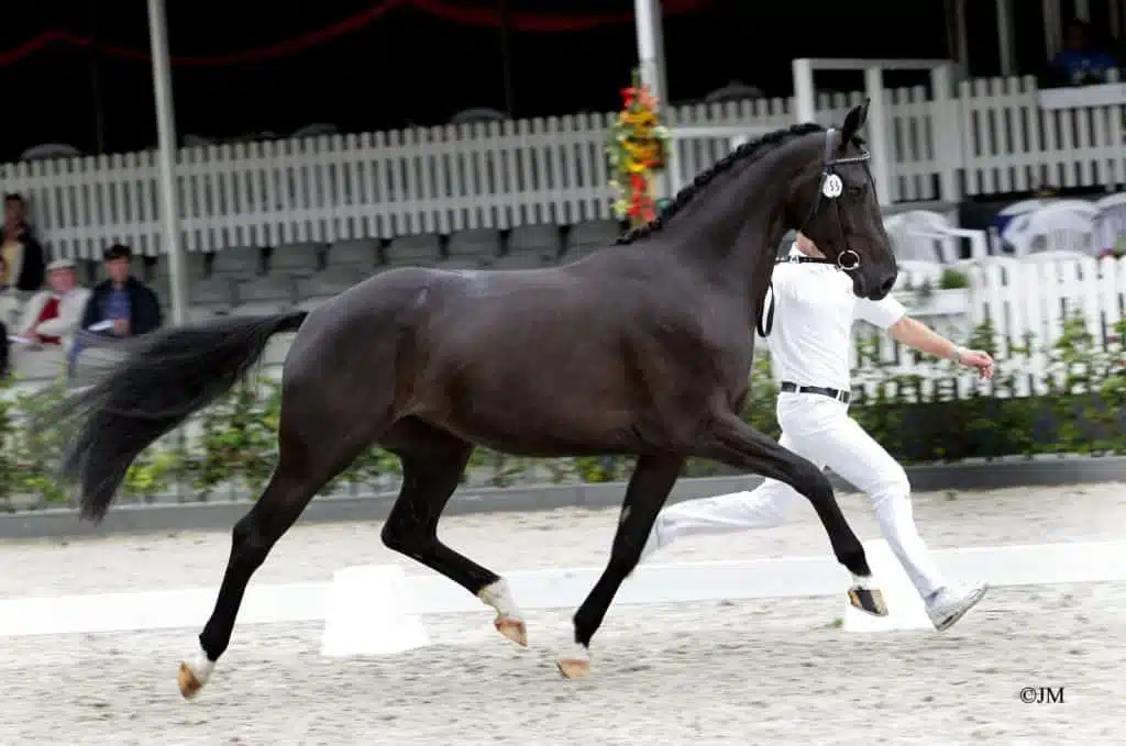 Anouk black mare