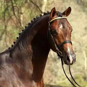 warmblood stallion
