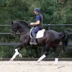 Fiderstern stallion
