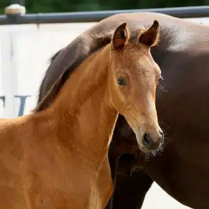 foal for sale