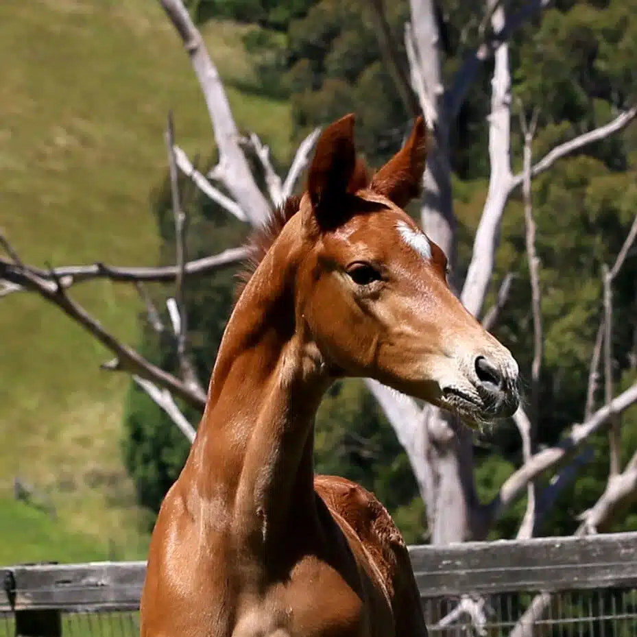 foal for sale