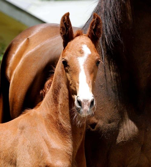 AmaXMadoniaHead horse for sale