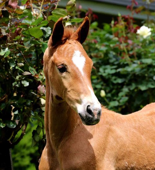 AmaxMiracleHead horse for sale