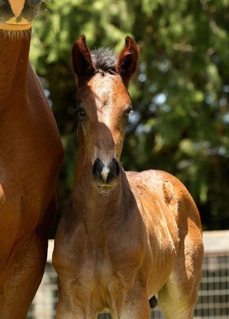 AmaxMiracleHead2 AmaxMiracleHead2