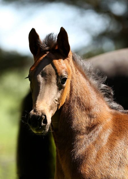 AnnpereHead1 foal for sale