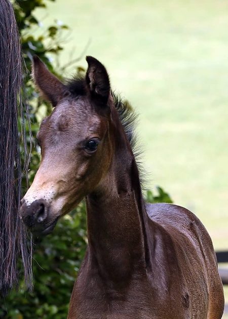 FLxCharmIIIHead3 foal for sale