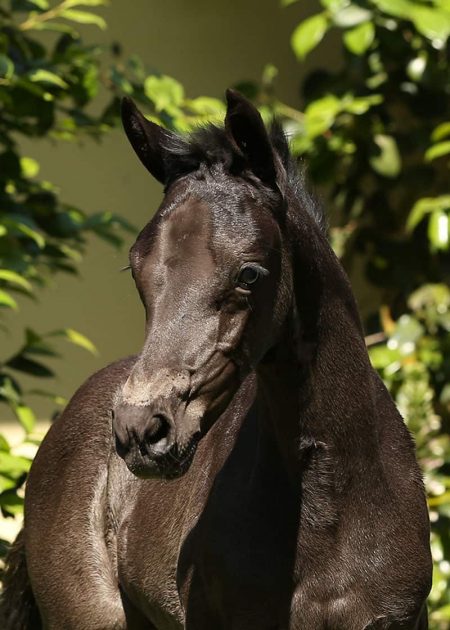 FLxDesire foal for sale