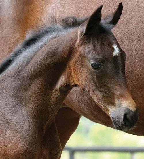 FLxSecretHead horse for sale