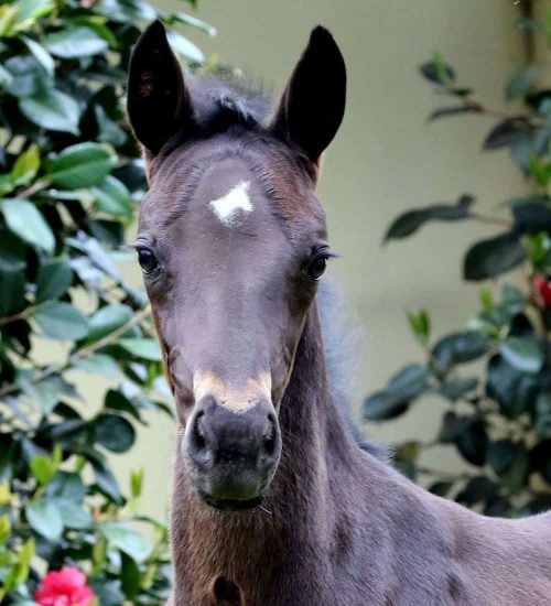 FLxSuzieHead2 horse for sale