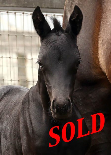 FLxVainLadyHeadSOLD foal for sale