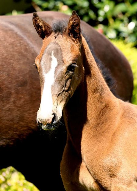 VERxCharmIIIHead foal for sale