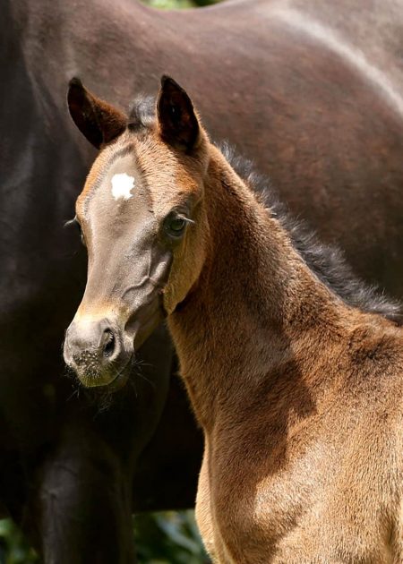 VERxRubinaHead foal for sale