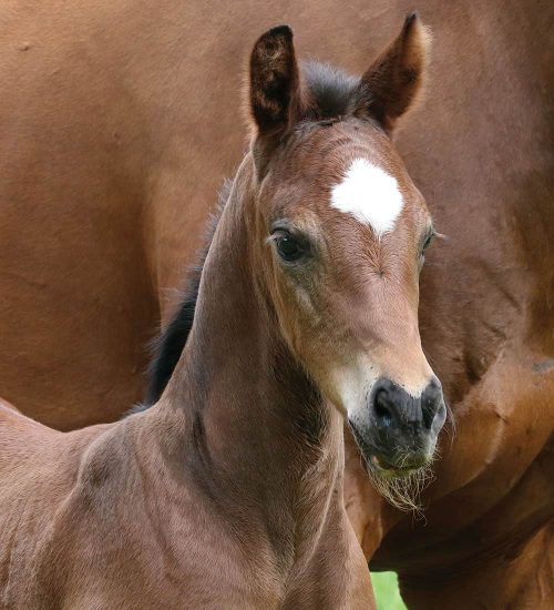 VerxAnouk2Head horse for sale