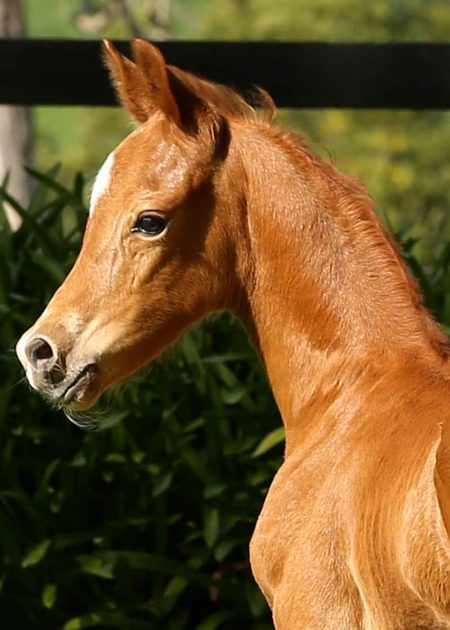 VerxAnoukHead foal for sale