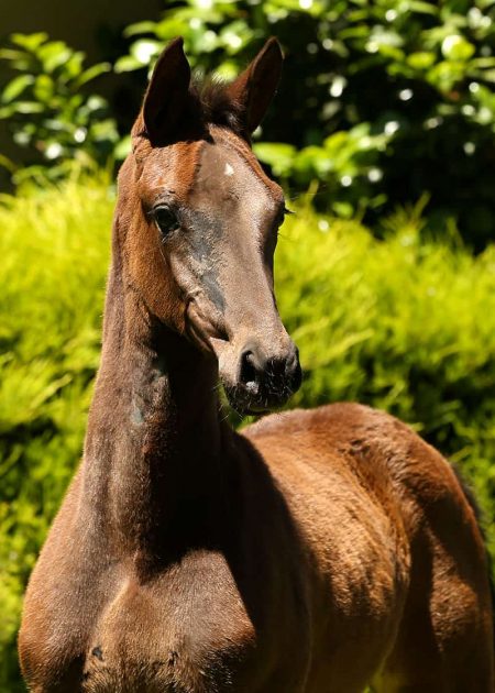 VerxCharismaHead foal for sale