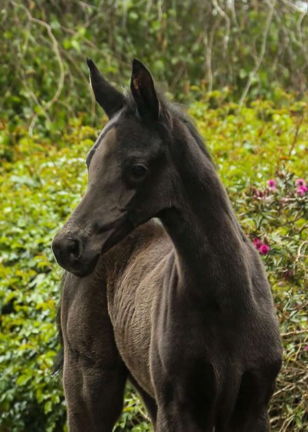 VerxForeverLoveFrontOn2 foal for sale