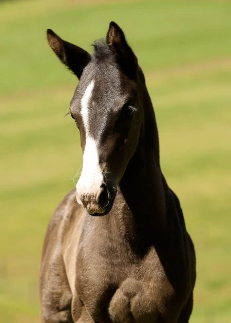 VerxFurstinesseHead foal for sale