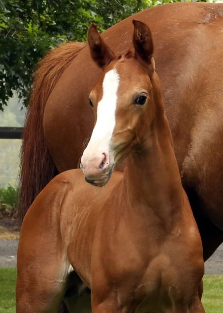VerxMadira foal for sale