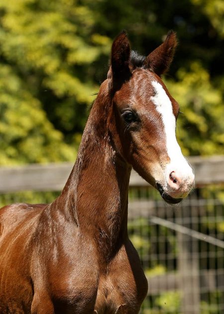VerxMistress foal for sale