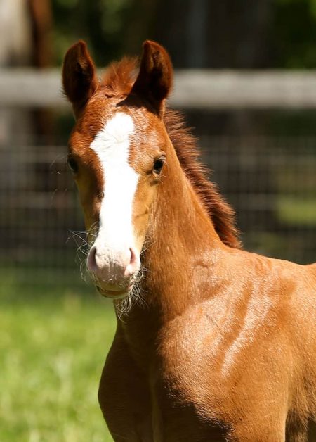 VerxRSecretHead foal for sale