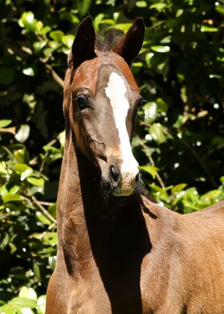 VerxRoyalDancerHead VerxRoyalDancerHead