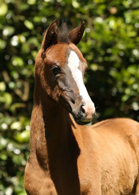 VerxSirikaHead foal for sale